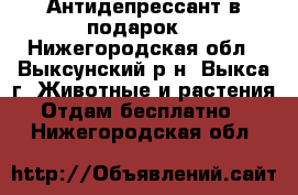 Антидепрессант в подарок! - Нижегородская обл., Выксунский р-н, Выкса г. Животные и растения » Отдам бесплатно   . Нижегородская обл.